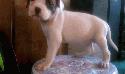 http://www.pawsitesonline.com/search/images/thumbs/American Bulldog Diesel Kid.jpg